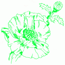 poppy-5_250