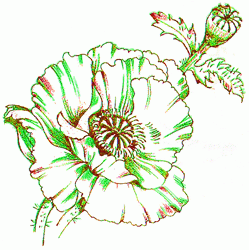 poppy-6_250