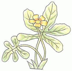 potentilla_6_250