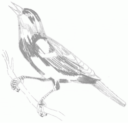 red-winged-blackbird-5_250