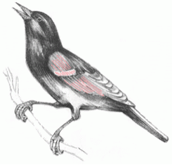 red-winged-blackbird-6_250_02