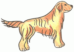 retriever-5_250