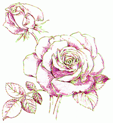 rose-6_250_01