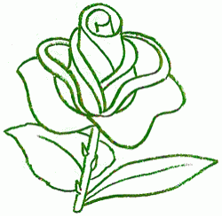 rose_5_250