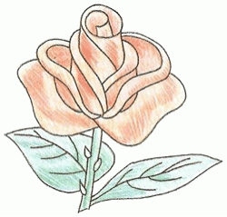 rose_6_250