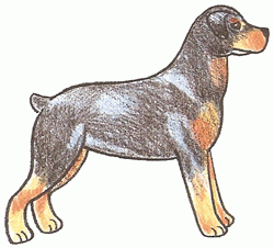 rottweiler-4_250