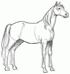 saddle-horse-6_250