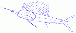 sailfish-4_250