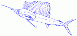 sailfish-5_250