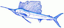 sailfish-6_250