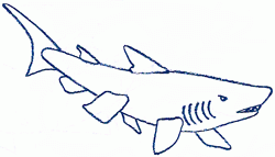 sand_tiger_shark_5_250