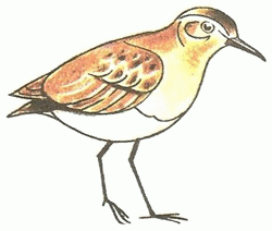 sandpiper-5_250