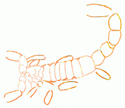 scorpion-5_250