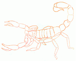 scorpion-7_250_01