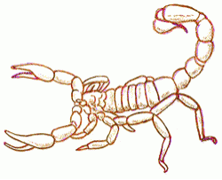 scorpion-8_250