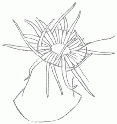 sea-anemones-4_250