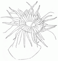 sea-anemones-5_250