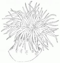 sea-anemones-7_250