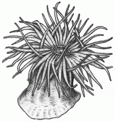 sea-anemones-8_250