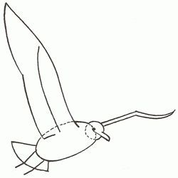 seagull-3_250