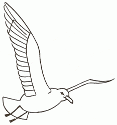 seagull-4_250