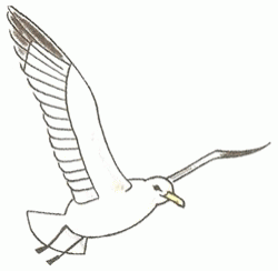 seagull-5_250