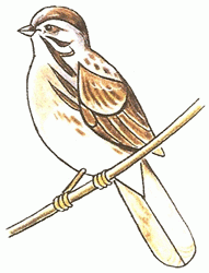 sparrow-5_250