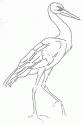 stork-5_250