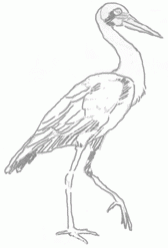 stork-6_250