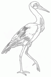 stork-8_250