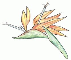 strelitzia_6_250