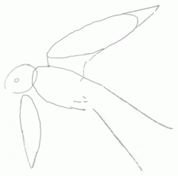 swallow-2_250