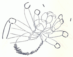 tarantula-5_250