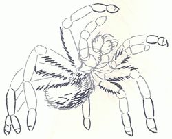 tarantula-7_250
