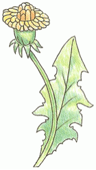 taraxacum_6_250