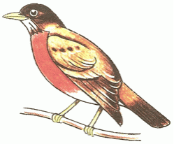 thrush-5_250