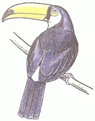 toucan-5_250