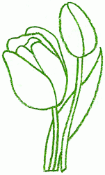 tulip_4_250