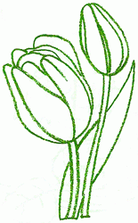 tulip_5_250