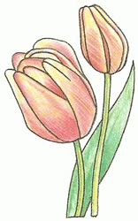 tulip_6_250