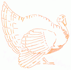 turkey-4_250
