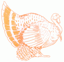 turkey-7_250