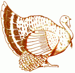 turkey-8_250