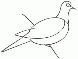 turtledove-2_250