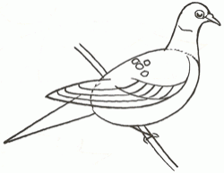 turtledove-3_250