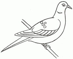 turtledove-4_250