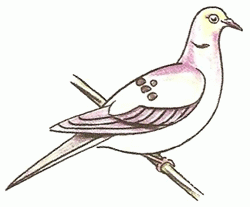 turtledove-5_250