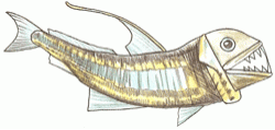 viperfish_6_250