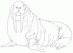 walrus-6_250