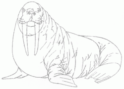 walrus-7_250